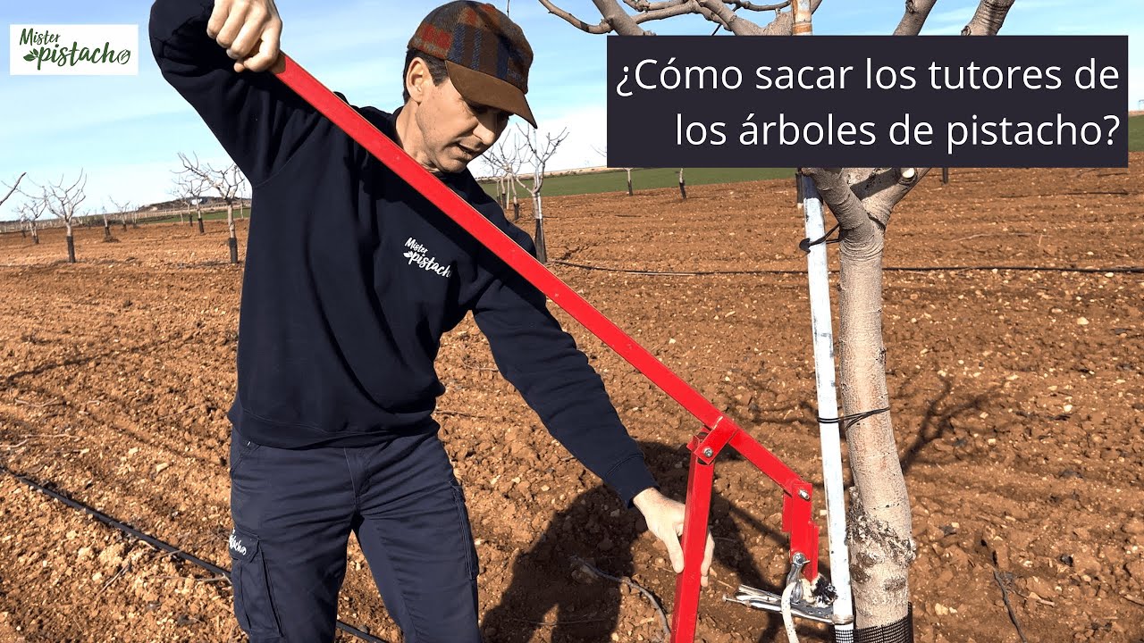 &iquest;C&oacute;mo sacar los tutores de los &aacute;rboles de pistacho?