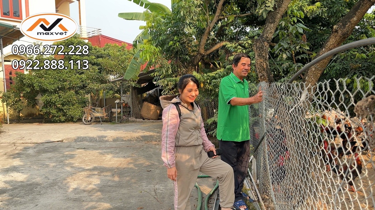 Nuôi gà liền tay để chớp dịp giá cao - Bí quyết nuôi gà thả vườn khỏe mạnh ít bệnh đạt cân đẹp