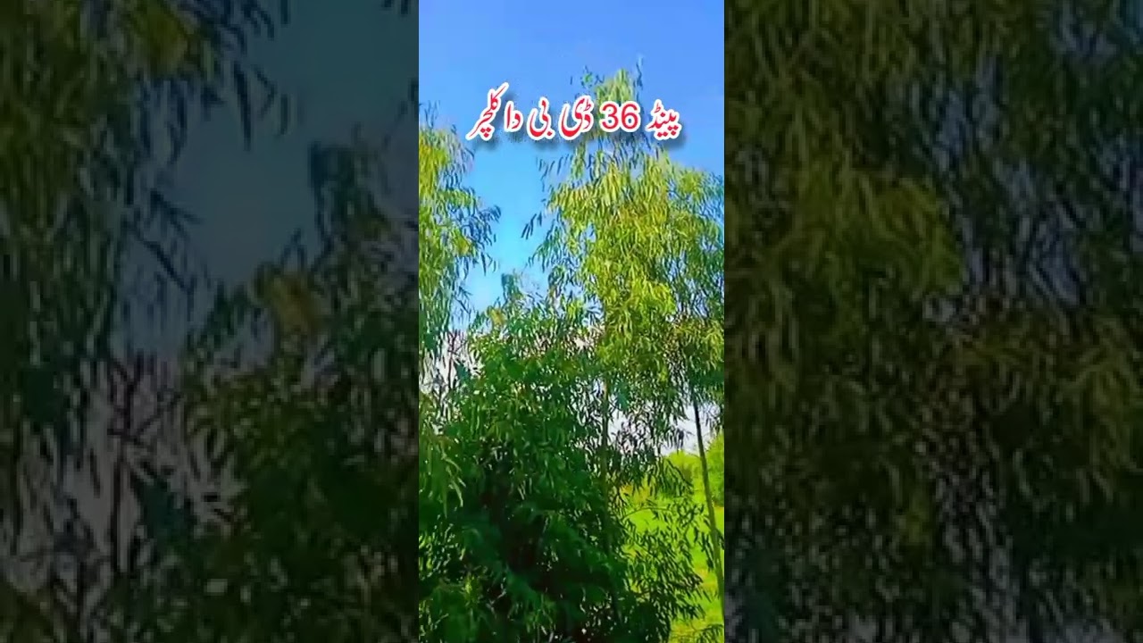 pind 36 DB da culture