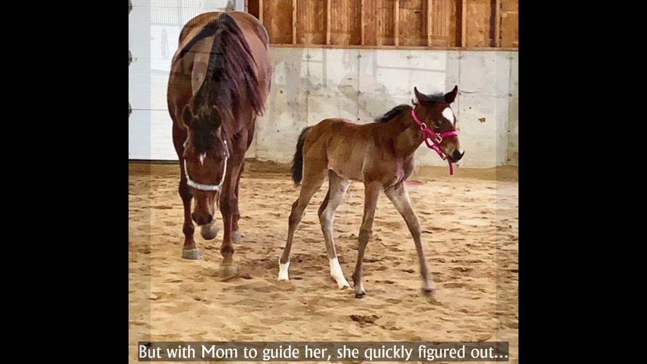 Update! Orphan Foal Thrives with Foster Mom