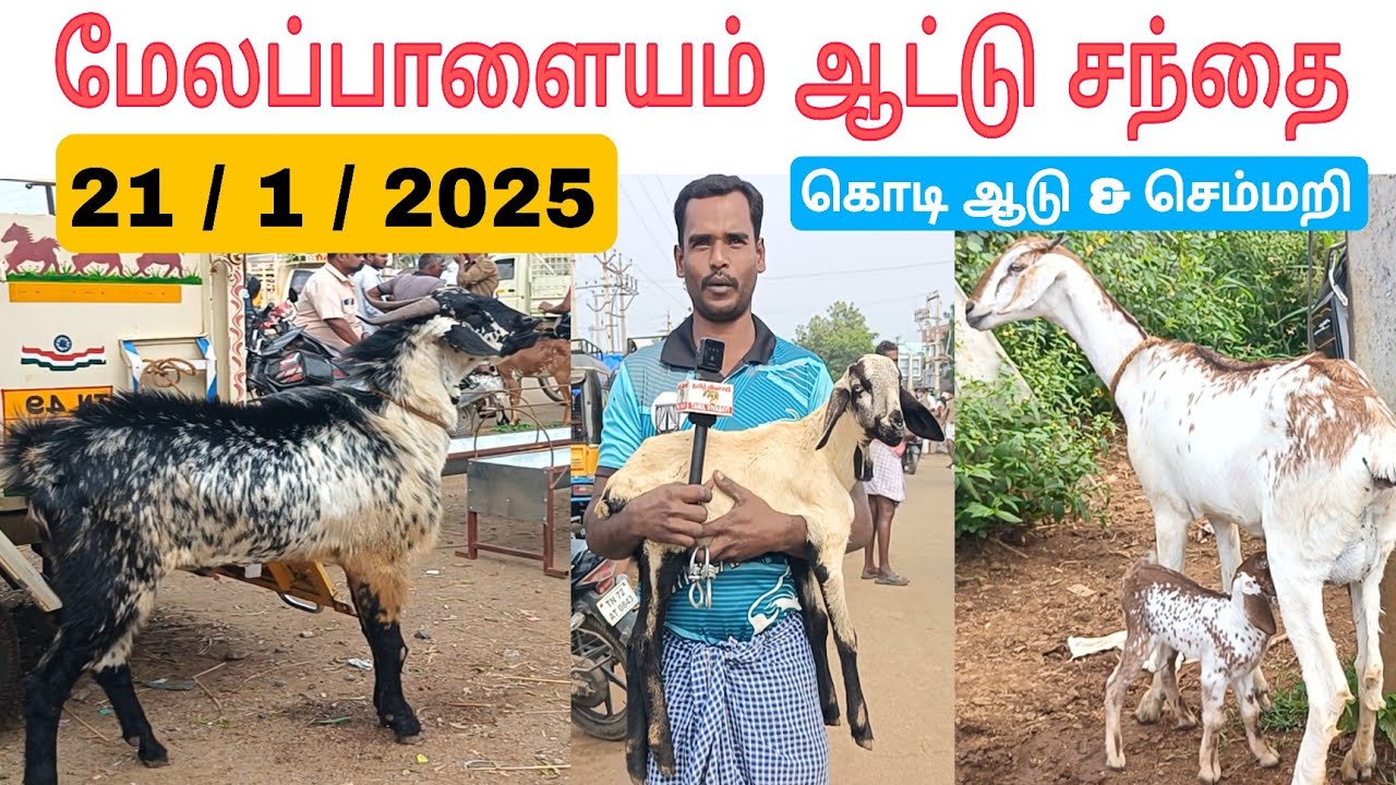 21 / 1 / 2025 / மேலப்பாளையம் ஆட்டு சந்தை #ஆடு #ஆட்டுசந்தை #ஆடுவளர்ப்பு #மேலப்பாளையம் #goat #sheep