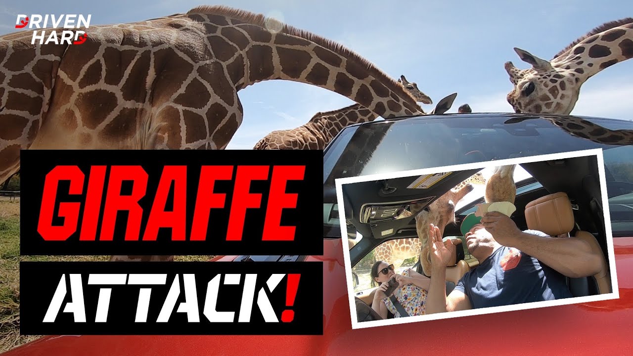 Family Attacked At Drive-Through Zoo in Mexico!