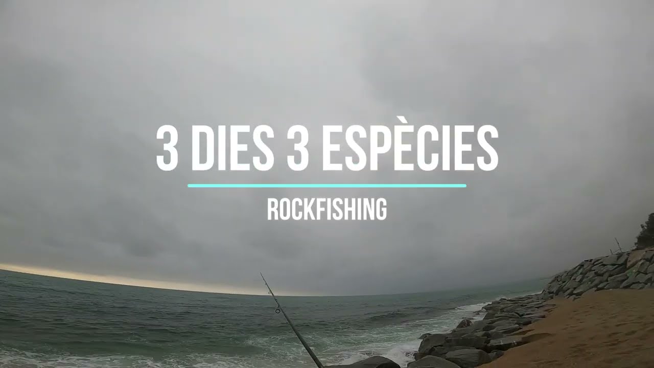 3 die - 3 espècies diferents