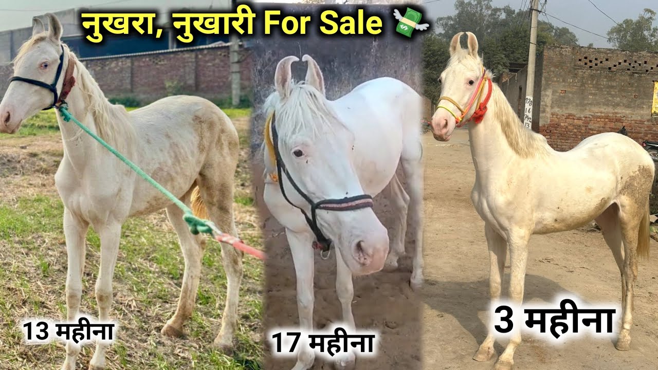 नुखरा , नुखरी For Sale बहुत कम कीमत में 😱 Top Quality बढ़िया नस्ल 