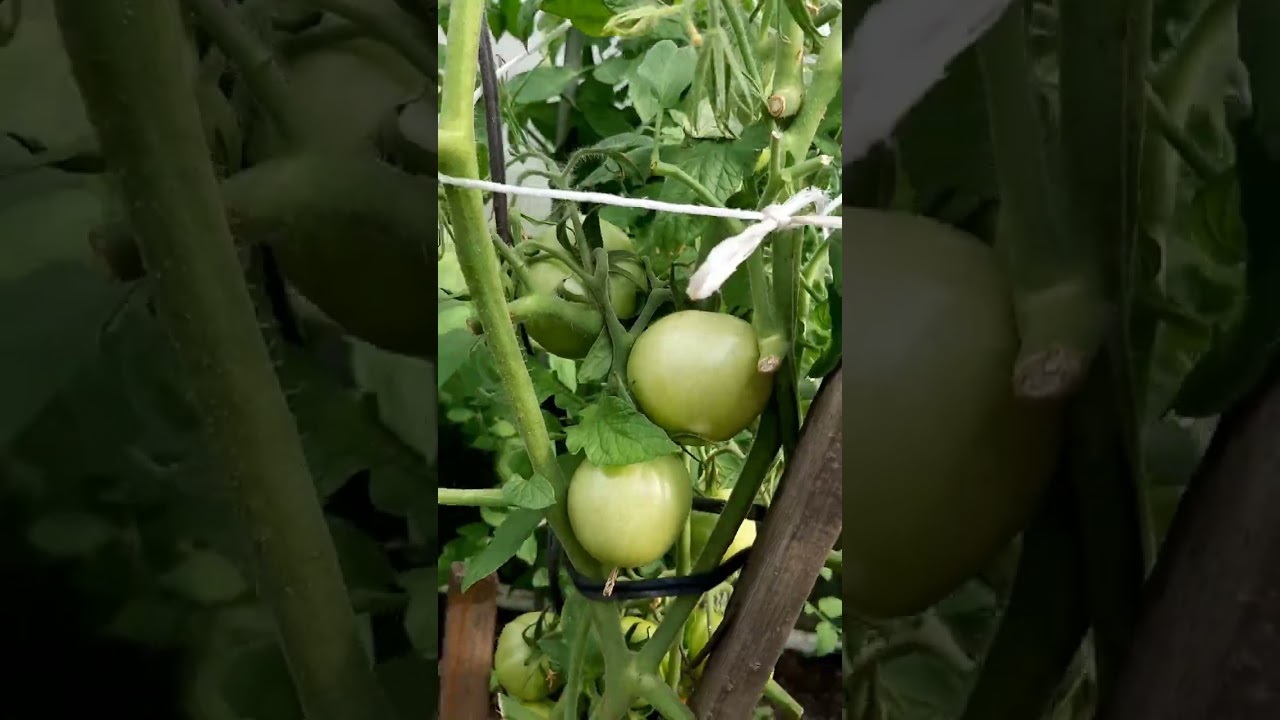 6 февраля 2026 г.