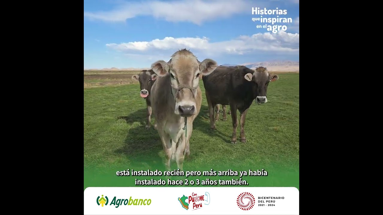Historias que inspiran en el agro | Pequeña productora ganadera del Centro Paylla - Puno