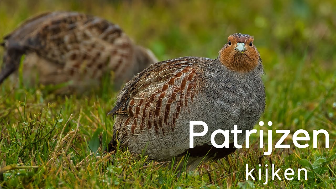 Patrijzen kijken / Observing Grey Partridges #524