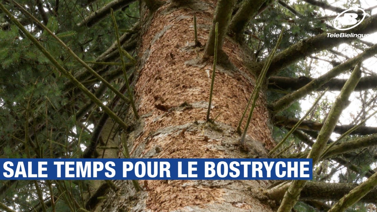 Sale temps pour le bostryche / TeleBielingue