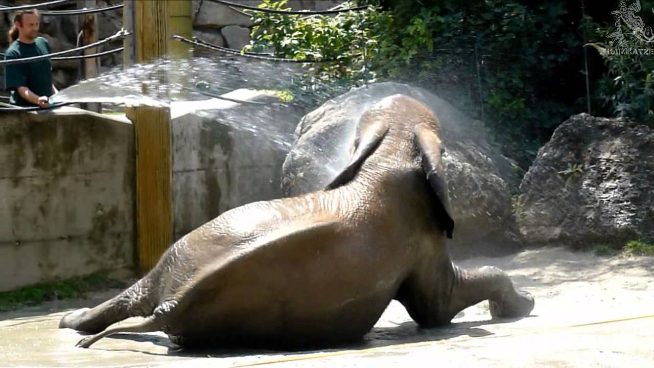 Elefanten Dusche in Schönbrunn