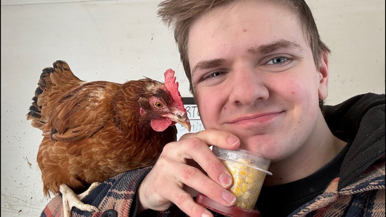 (VOD) Medicating my hens day 4/5! Chill farm stream 🐔