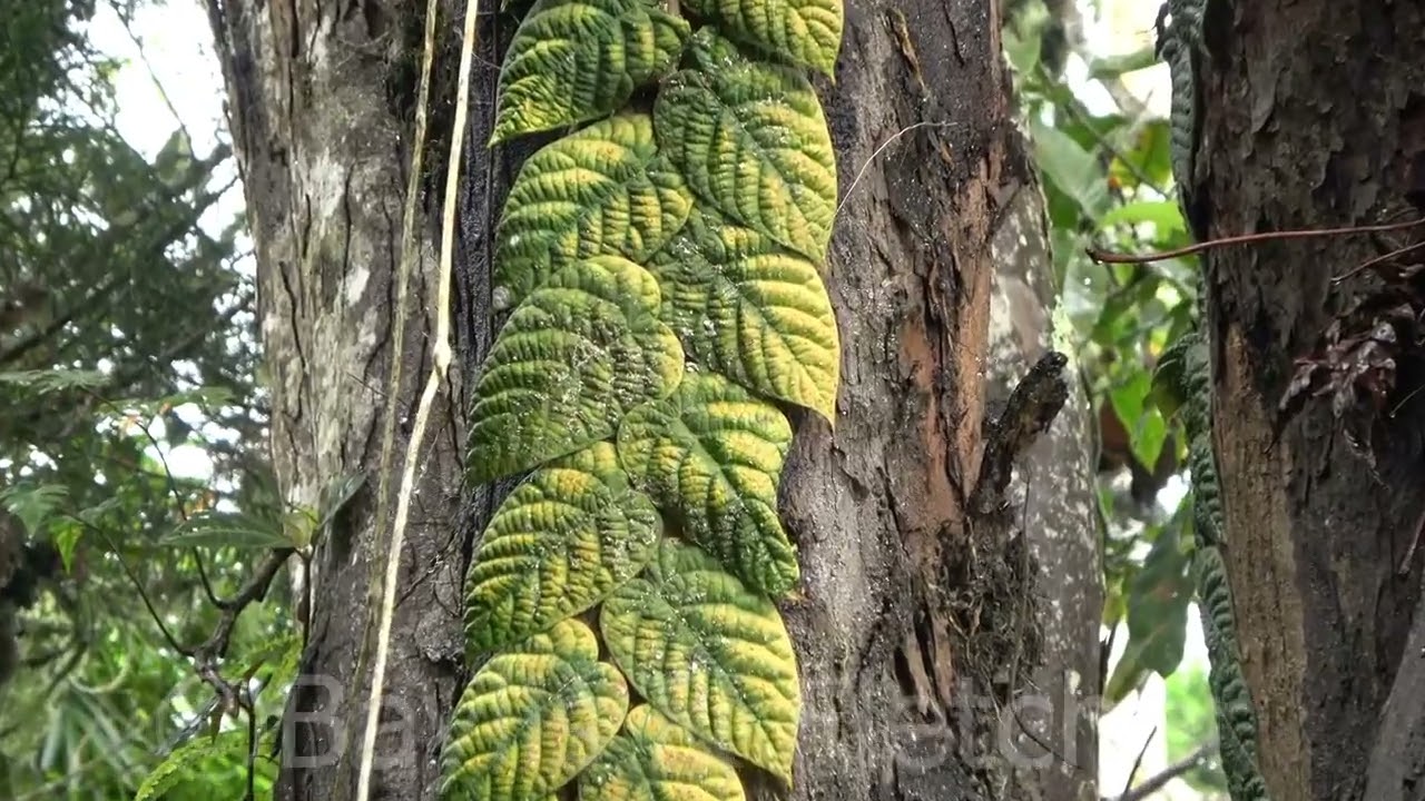 Shaggy Leaf Climbing Fig, Malaysia. 20220907_145347.uhd