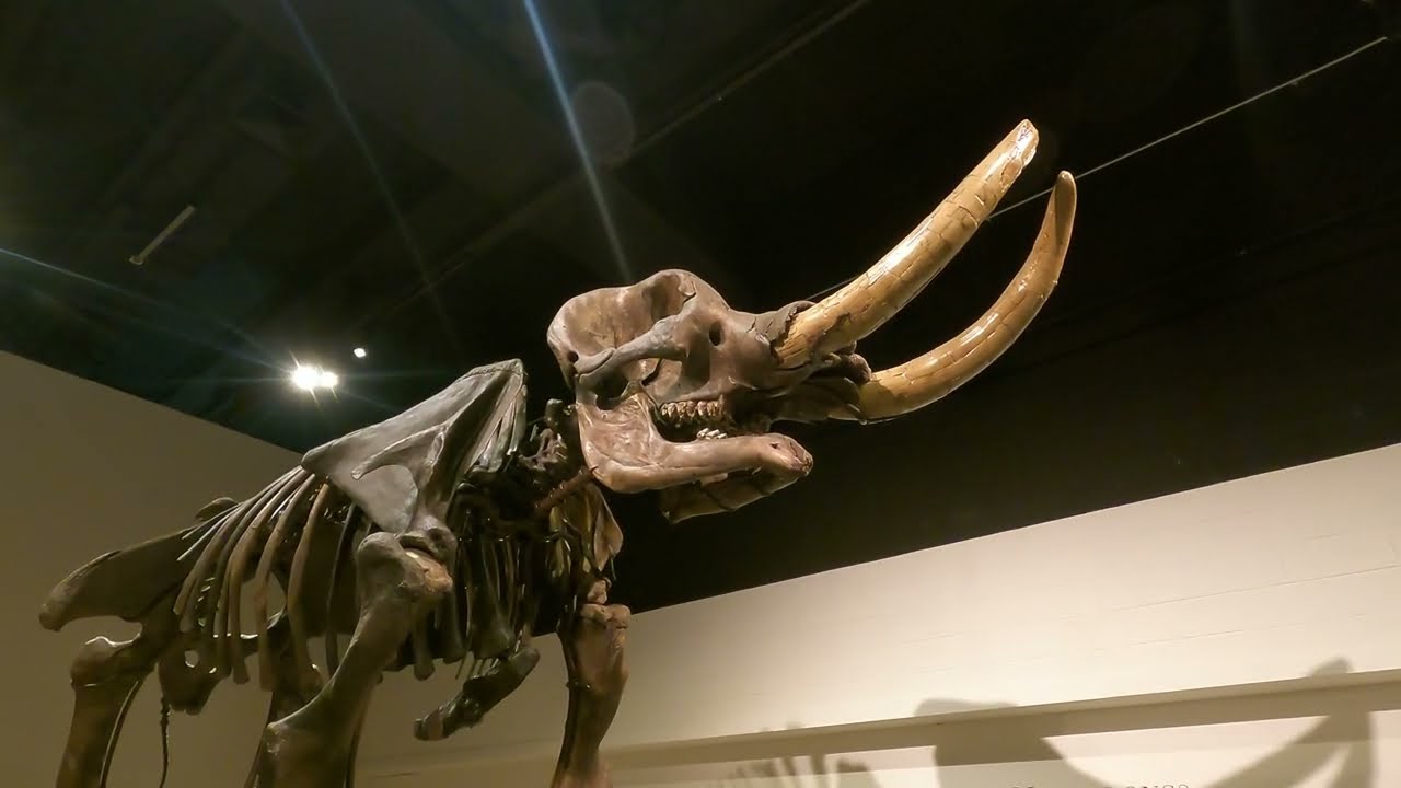 TOLLGATE - Mammoth Bones