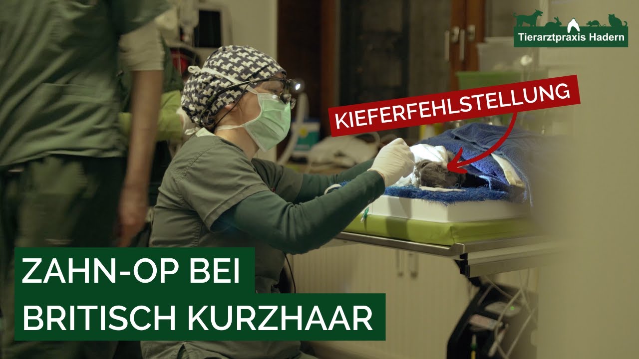 Britisch Kurzhaar Katze Zahn Operation | Tierarztpraxis Hadern by Anna Draschka