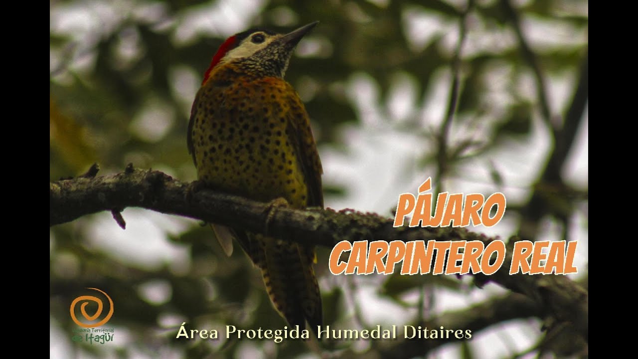 Oct/2025 Pájaro Carpintero Real, otro habitante del Humedal Ditaires