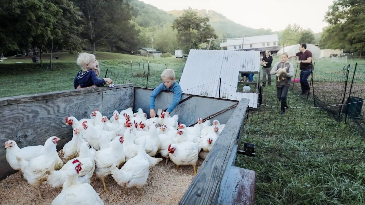 Ultimate Meat Supply: Harvesting 95 Chickens + 13 Turkeys for a Year's Worth of Food