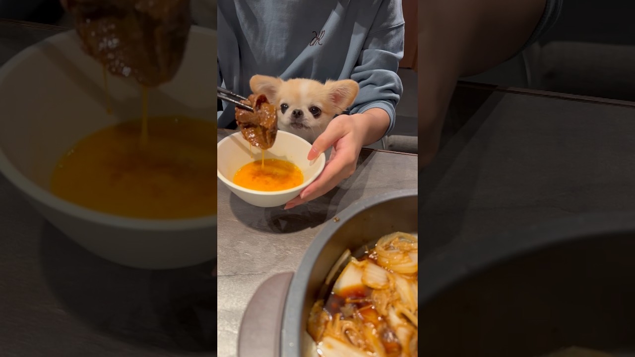 どうしてもお肉が食べたいピノ🥹 #shorts #ペキチワ #犬のいる暮らし #すき焼き #chihuahua