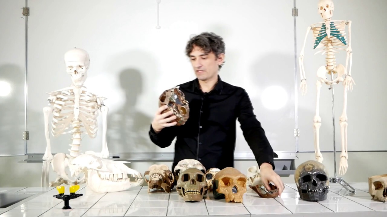 la lignée humaine