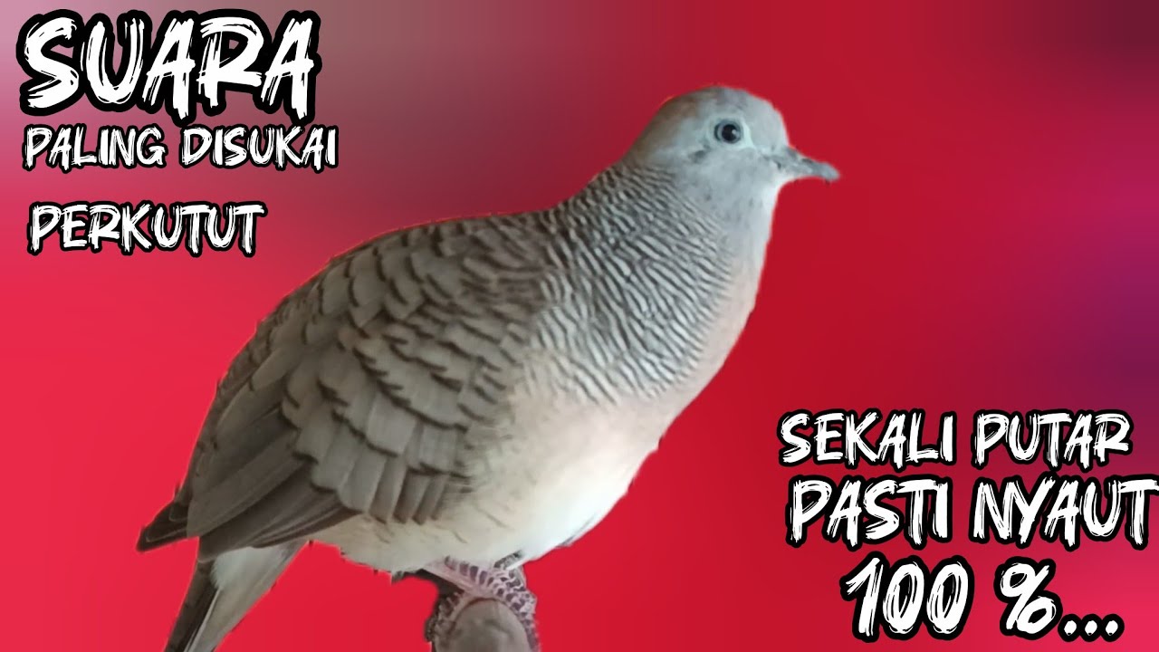 Perkutut Lokal Gacor Suara Besar Cocok Untuk Pancingan Semua Jenis Burung Perkutut Agar Bunyi 