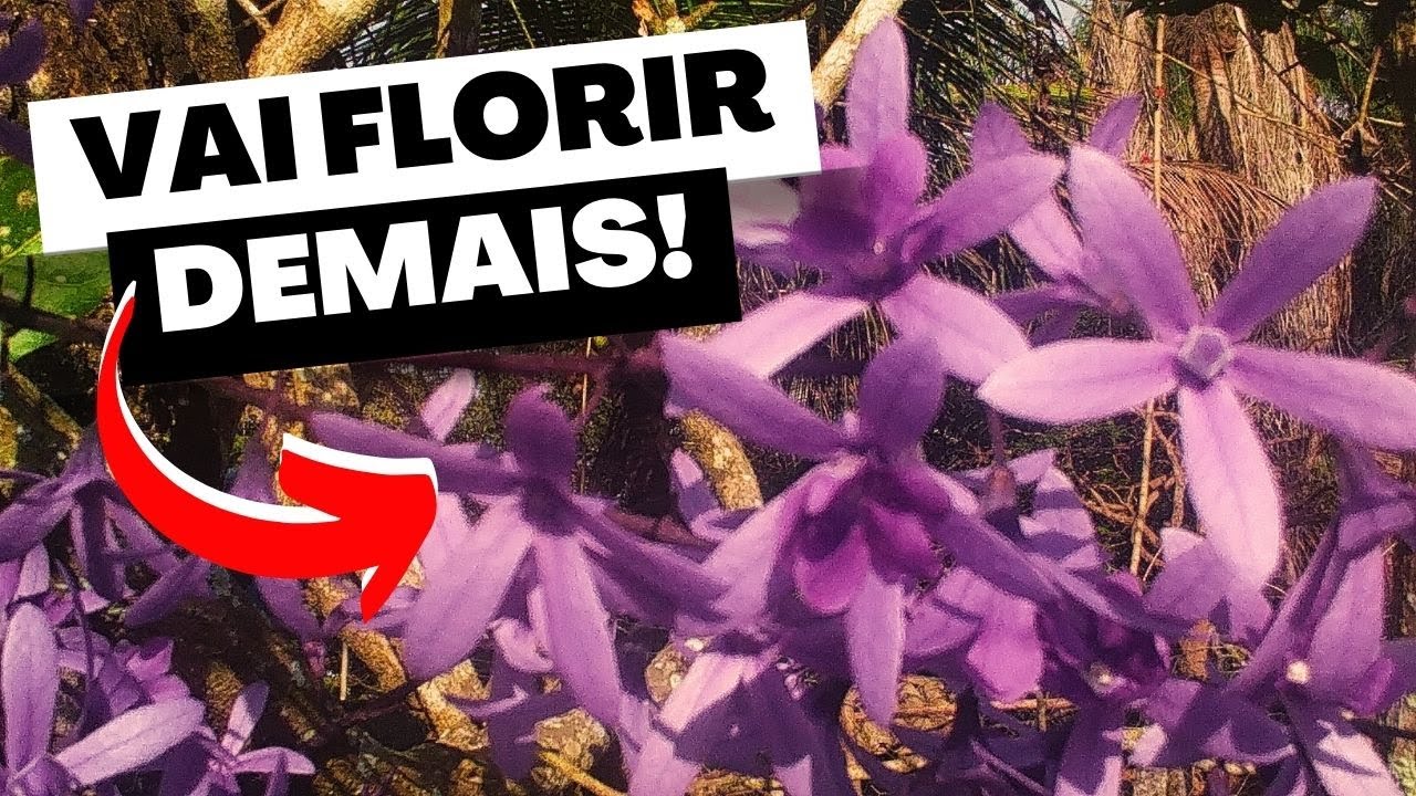 Como cuidar da flor de s&atilde;o miguel