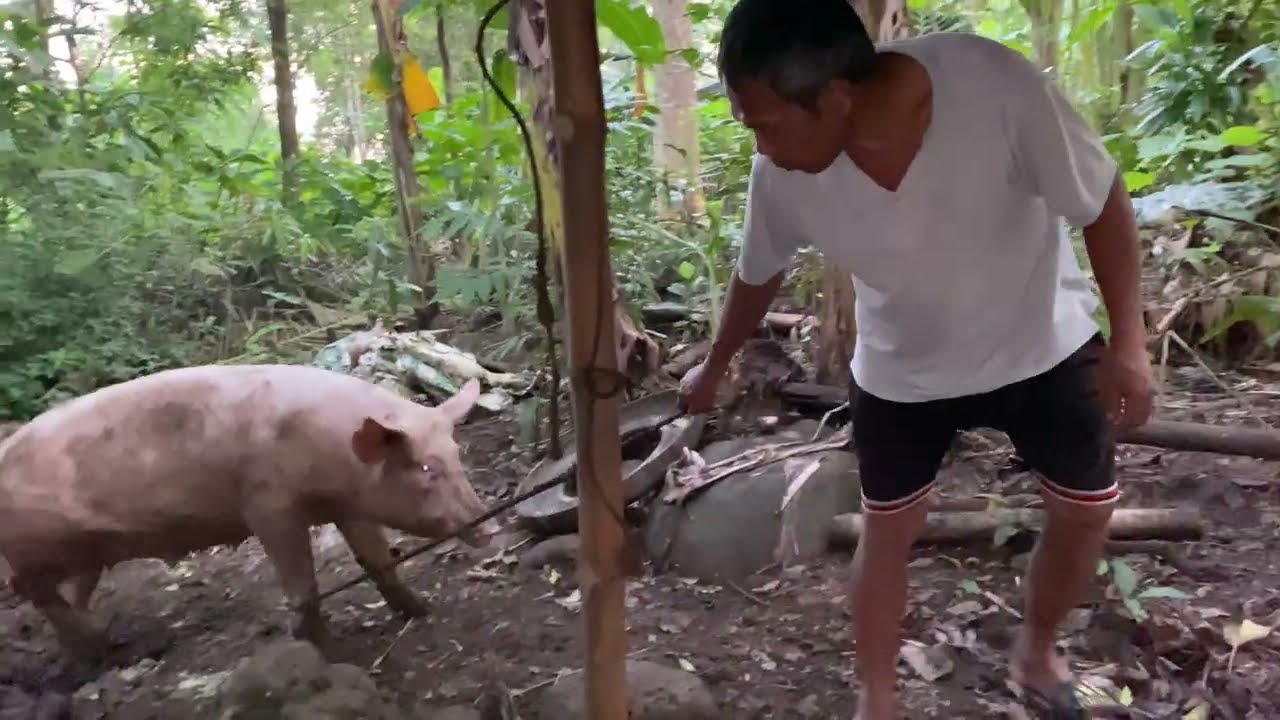 Our neighbor wants to breed Boar Hampshire #backyardfarming 