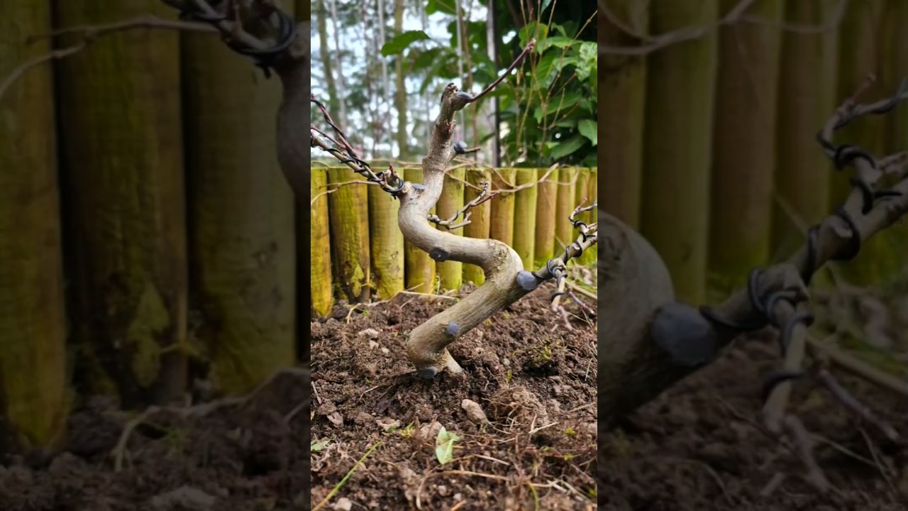 Day 560 of planting a tree until 10k🔓 #savethetrees #bonsai #fyp #moss #wire #bend #prune #fy