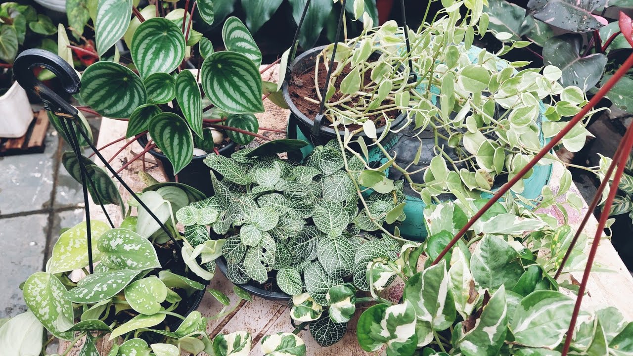 Plantinhas que tenho dificuldade em cultivar.