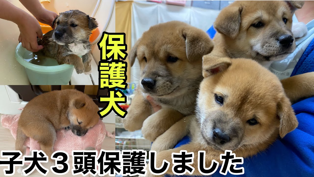 【子犬保護】Rescued dog  子犬３頭保護しました