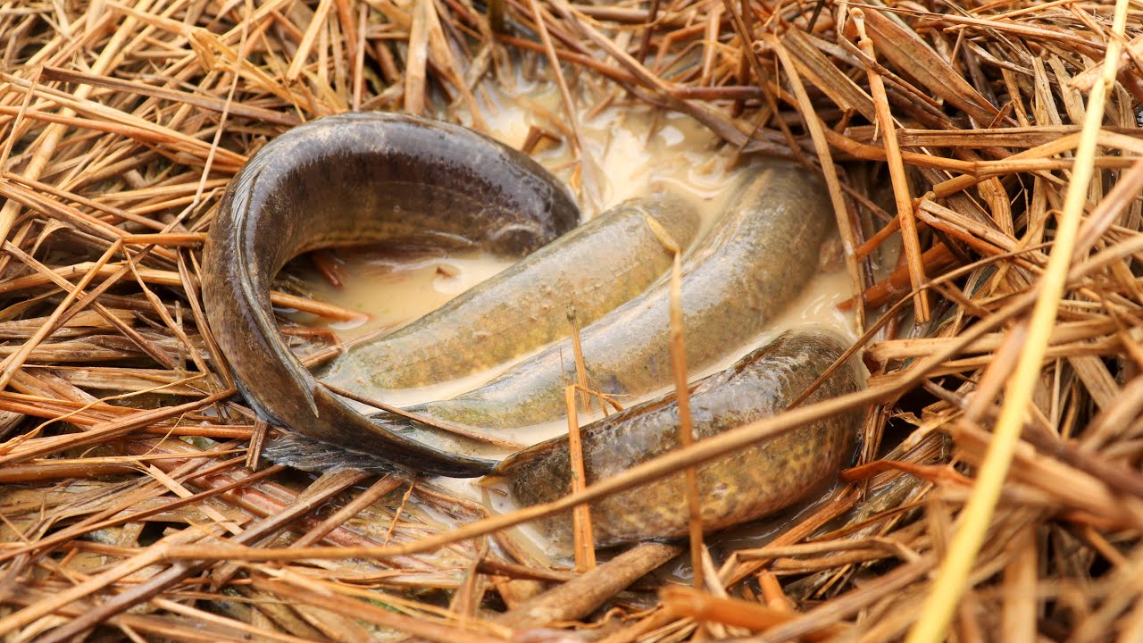 OMG!! A Lots Fishes Live Under Straw | CountryCast Fishing