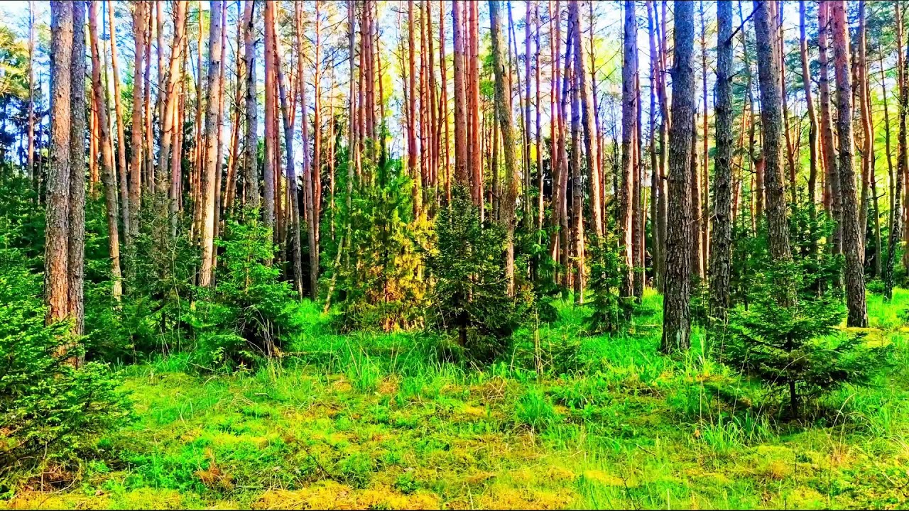 Пение птиц, снимающее стресс 🌿 Слушайте прямо сейчас