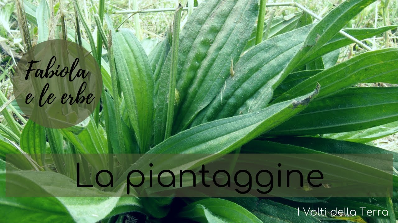 Fabiola e le erbe: la piantaggine