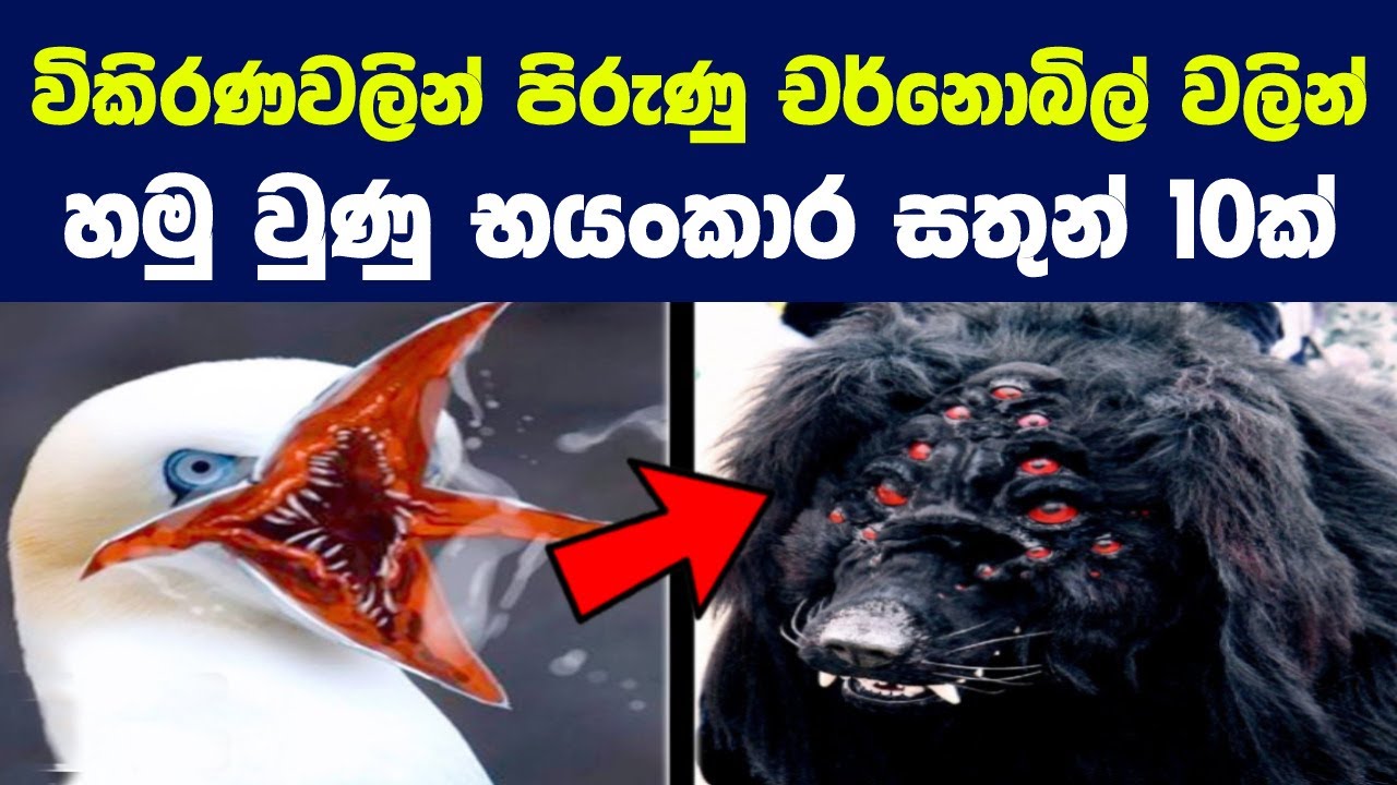 විකිරණවලින් පිරුණු චර්නොබිල් වලින් හමු වුණු භයංකාර සතුන් 10ක් | 10 Strange Animals of Chernobyl