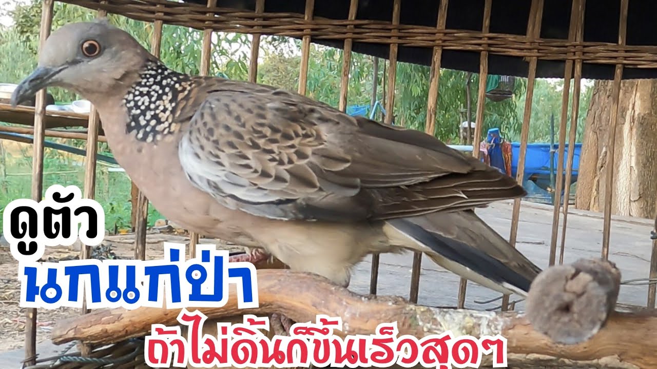 ดูตัวนกเขาใหญ่อายุ “แก่ป่า “ ถ้าไม่ดิ้นก็ขึ้นเร็วกว่าปกติ