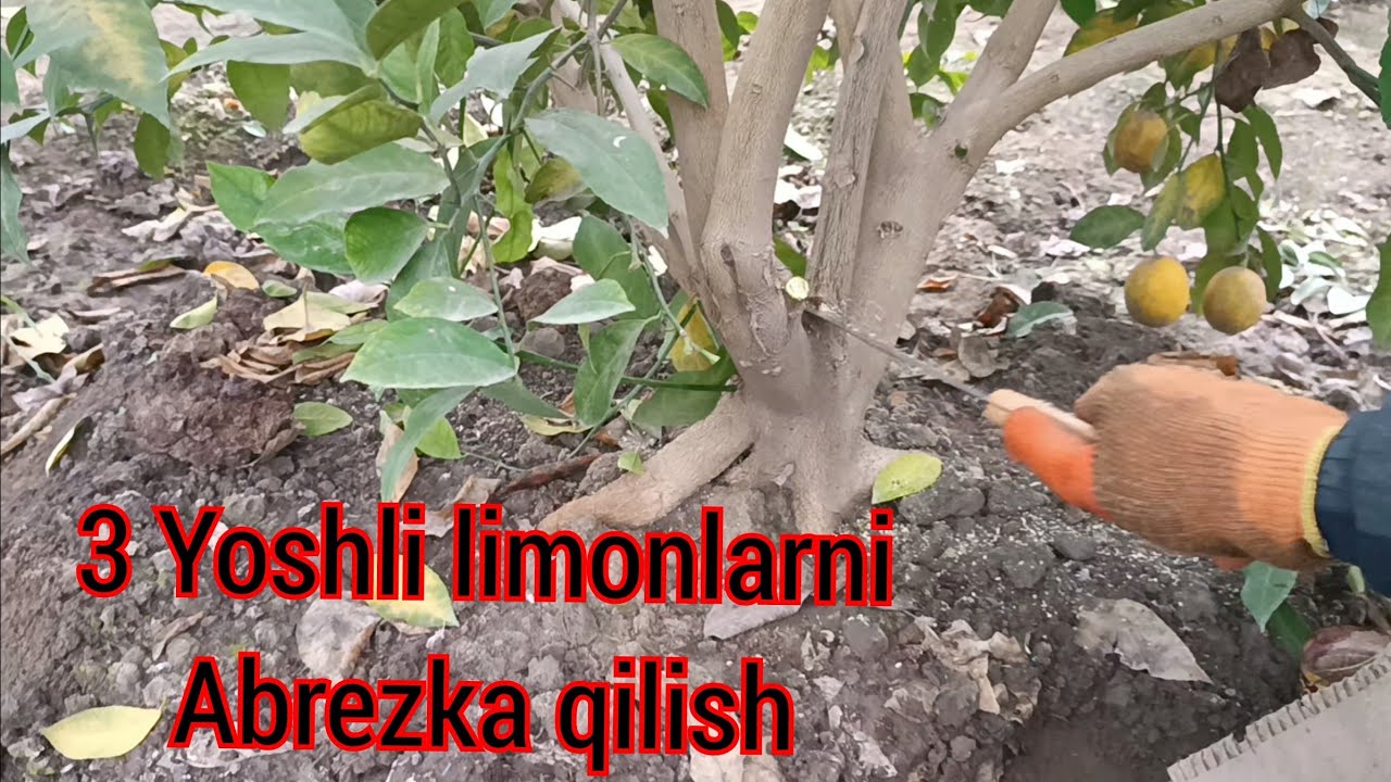 #limomabrezka Ko'pchilik so'ragan video limonlar abrezka qilishda nimalarga axamiyat berish kerak..