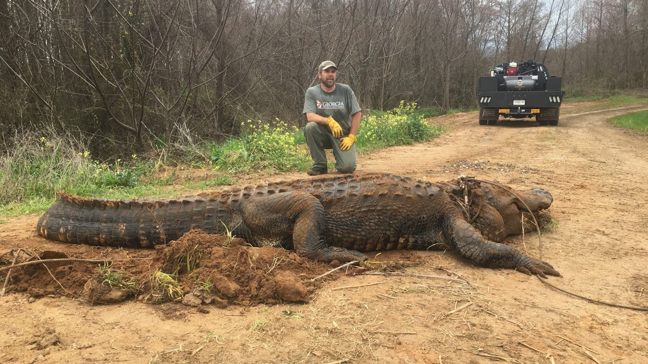 crocodile &bull; Alligator مگرمچھ |Amazon Wildlife |African animals