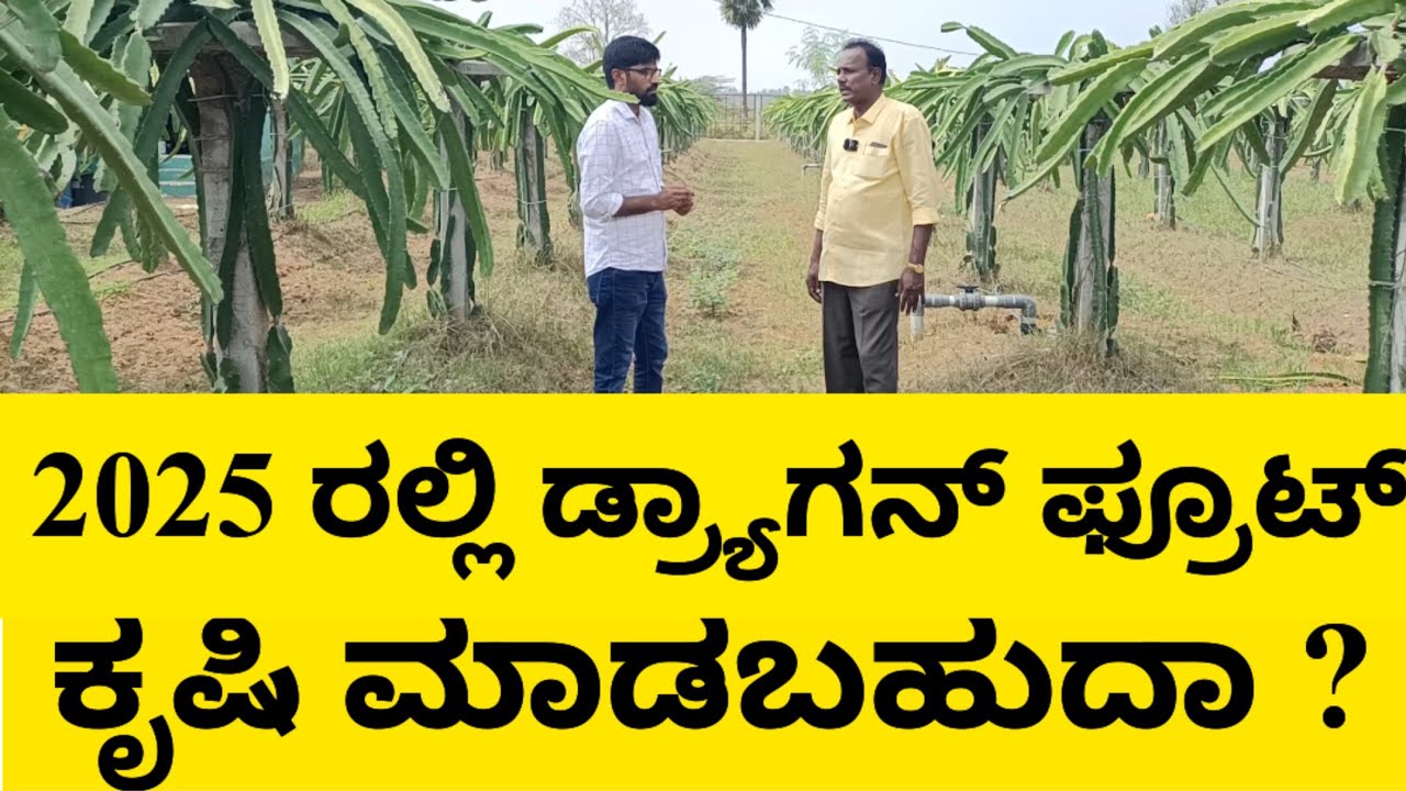 ಡ್ರಾಗನ್ ಫ್ರೂಟ್  ಬೆಳೆಯಲ್ಲಿ  ಆದಾಯ ಇದೆಯಾ | Is Drogn Fruit farming profitable in 2025 |