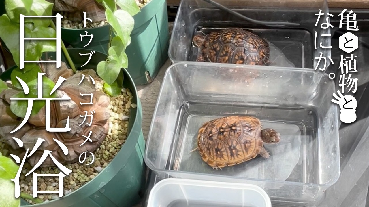【トウブハコガメ】屋内飼育の忠次と修実と悦子（トウブハコガメ、ミツユビハコガメベビー）