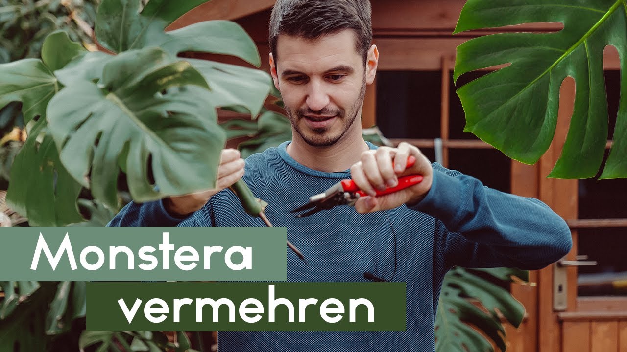 Monstera deliciosa und adansonii vermehren - Fensterblatt
