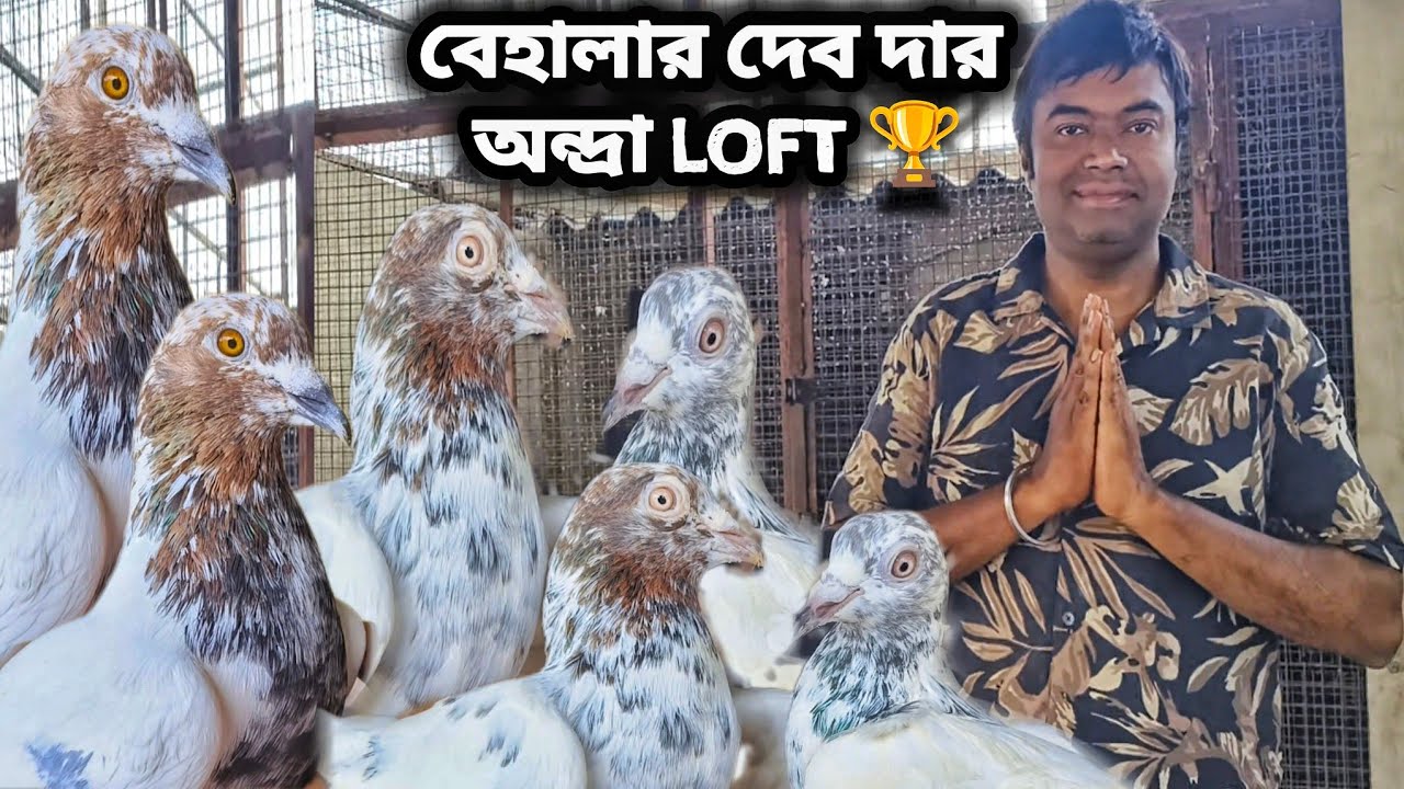 বেহালা দেব দার উড়াই অন্দ্রা কবুতর।TOP QUALITY ANDHRA KABUTOR SALE।@pigeonsloverrj9600 