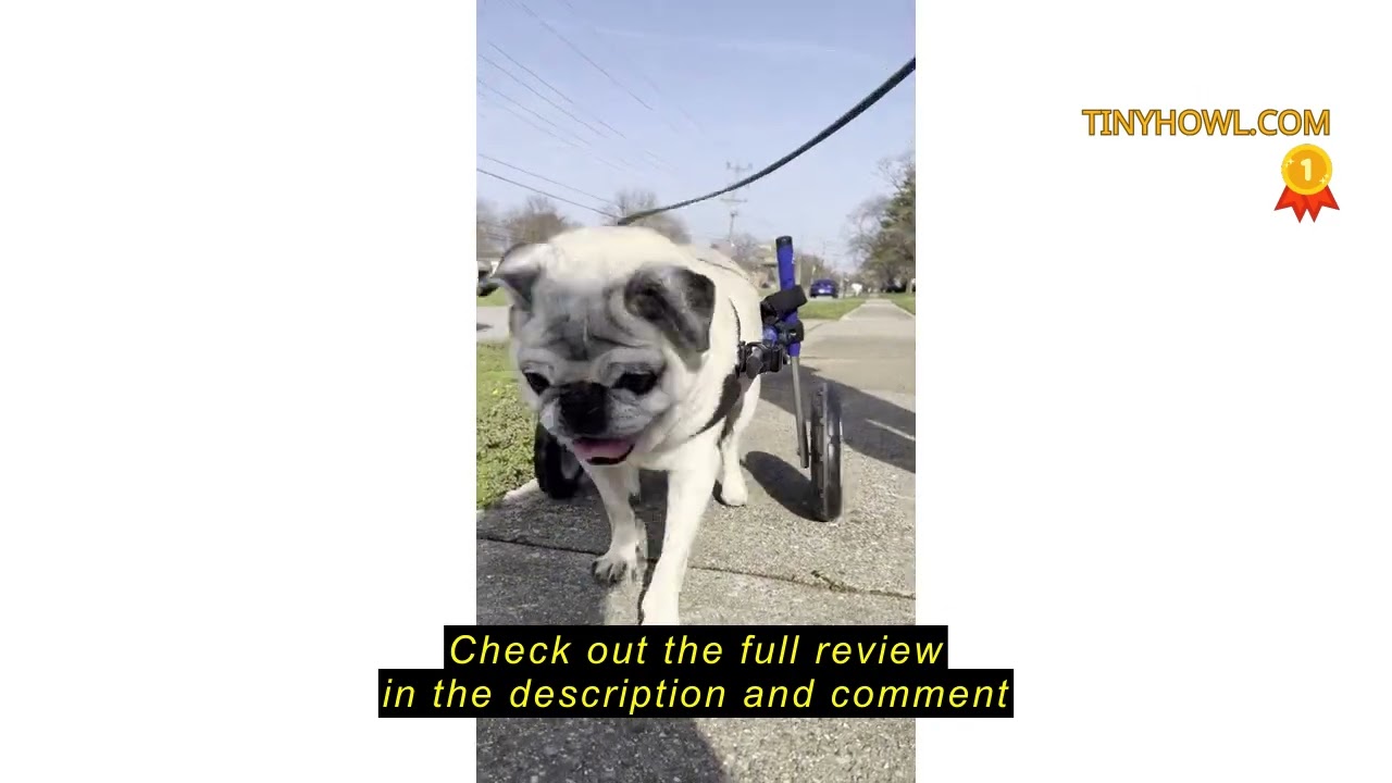 Review Walkin' Wheels Small Dog Wheelchair, Lightweight Dog Wheelchair for Back Legs, 15-25 lbs, for