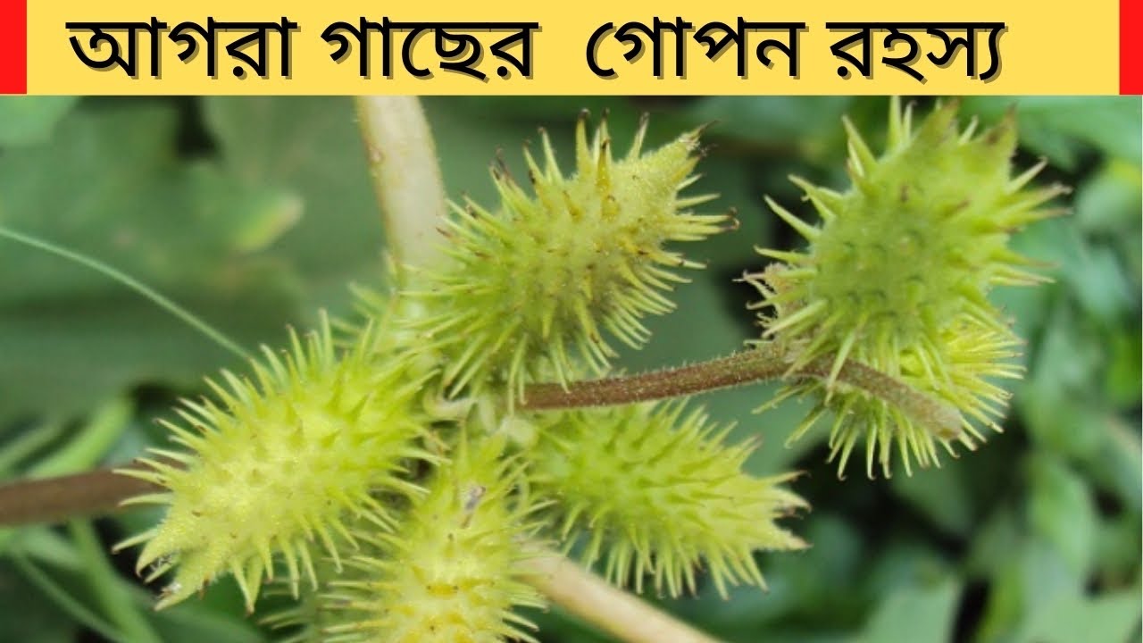 আগরা গাছের স্বাস্থ্য উপকারিতা দেখতে পেলে সাথে সাথে তুলে নিন ।। Rough cocklebur ।। Agra Tree