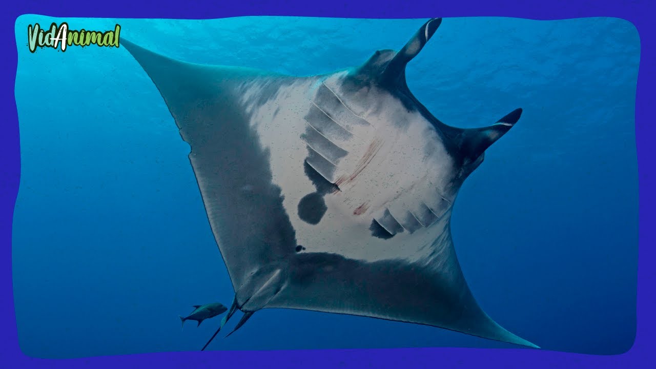 TODO SOBRE LA MANTARRAYA OCE&Aacute;NICA GIGANTE