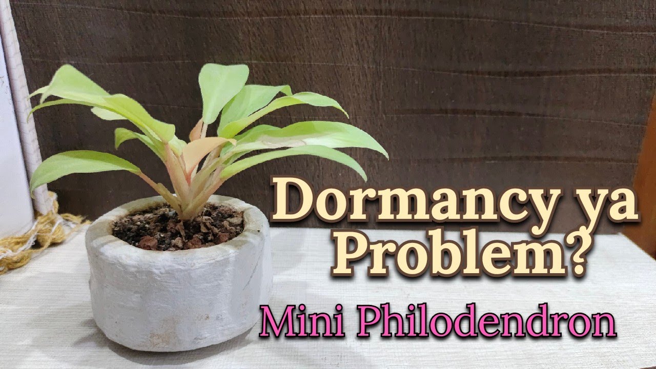 Philodendron Plant Dormancy Explained 🌿 | Yellow Leaves Problem & Mini Bonsai Care (Full Guide)