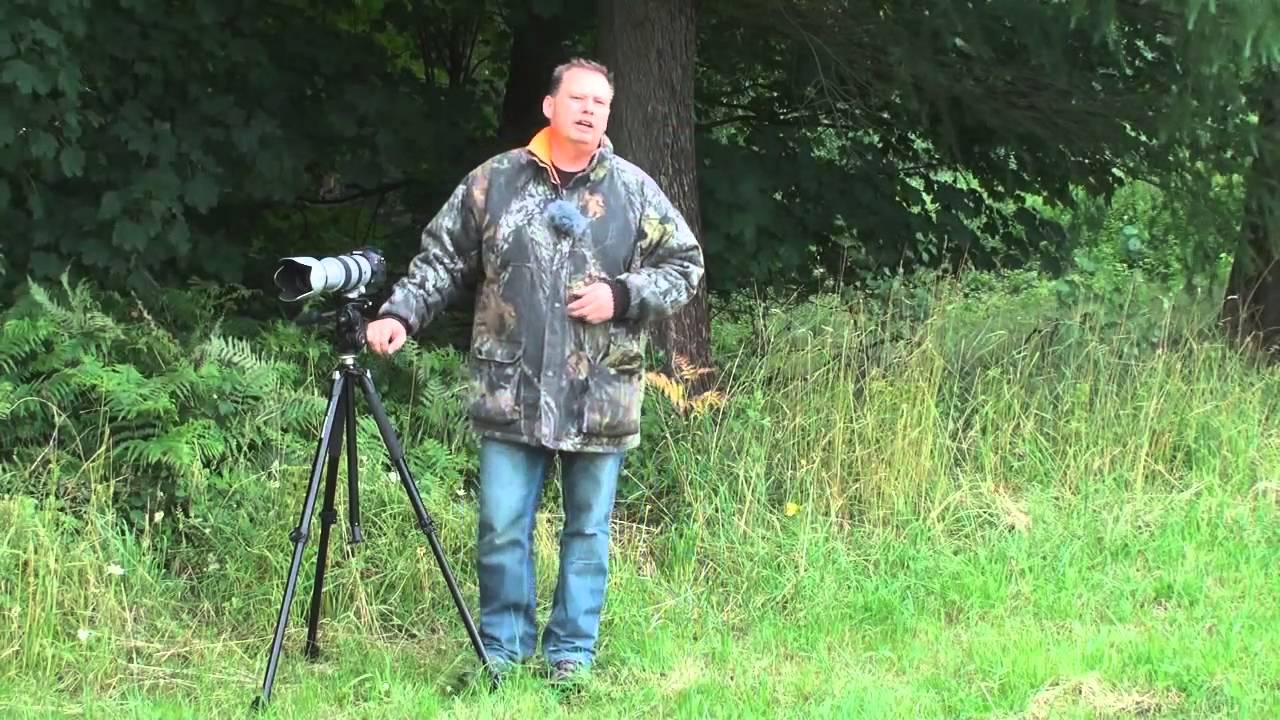 Tutorial  Rehwild fotografieren