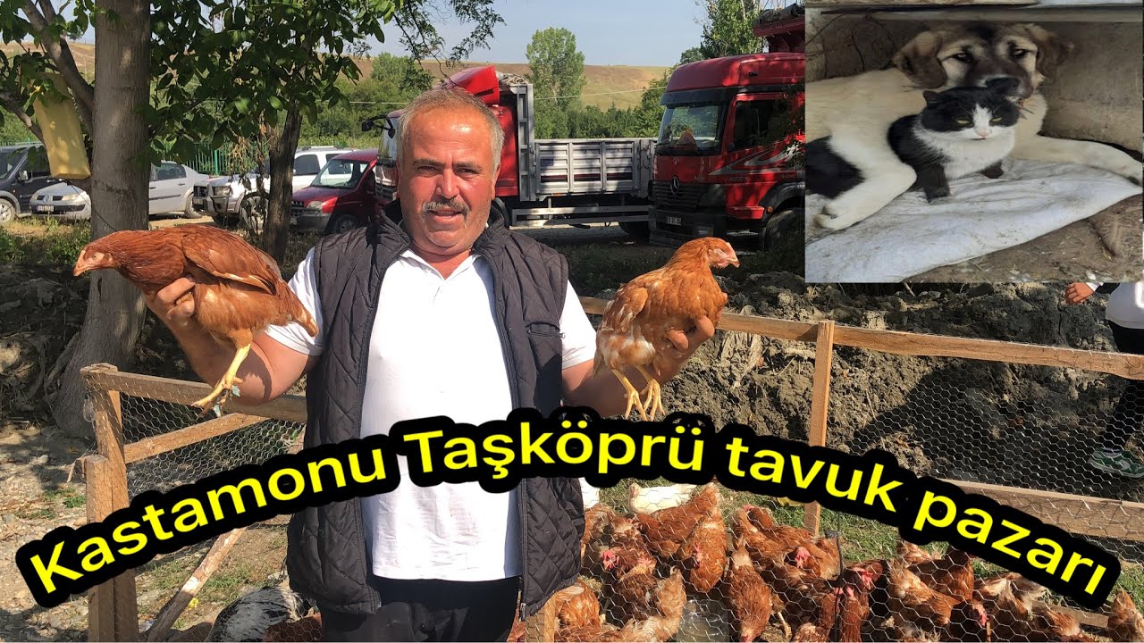 Kastamonu Taşköprü-tavuk pazarında sıcak pazarlıklar kavurucu sıcak altında tavuk ördek süstavukları