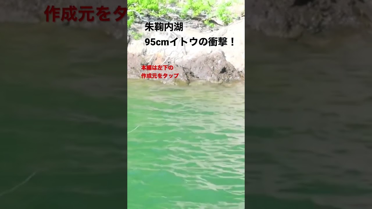 朱鞠内湖。イトウ95cmのサイトフィッシング！#北海道 #イトウ #フライフィッシング