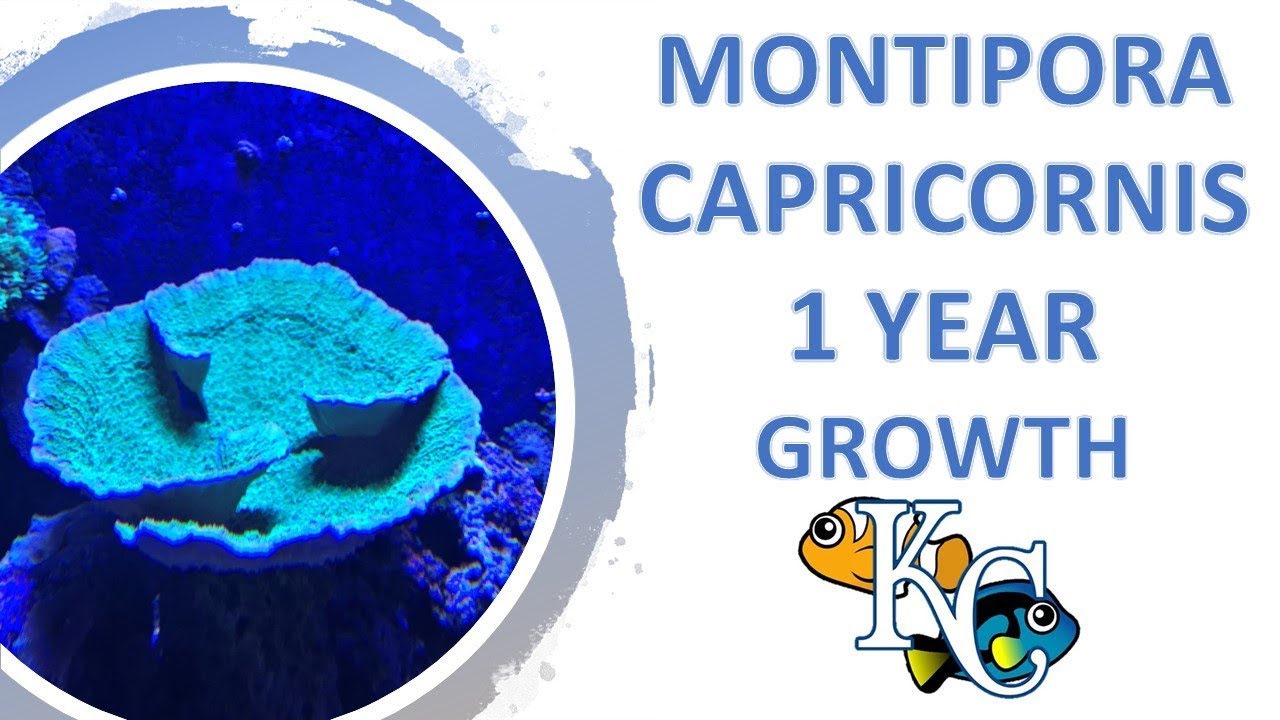 Montipora Capricornis 1 Year Growth