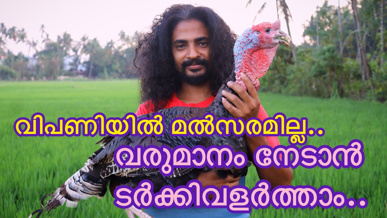 ടർക്കികോഴിവളർത്തൽ. മൽസരമില്ലാതെ വരുമാനം ഉറപ്പ്. How to Start turkey farming.?