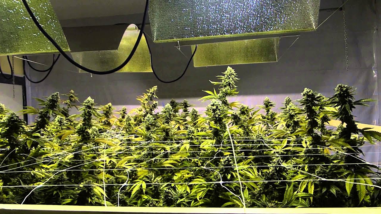 Multi-Strain Grow - EPIC! 4K - Day 62