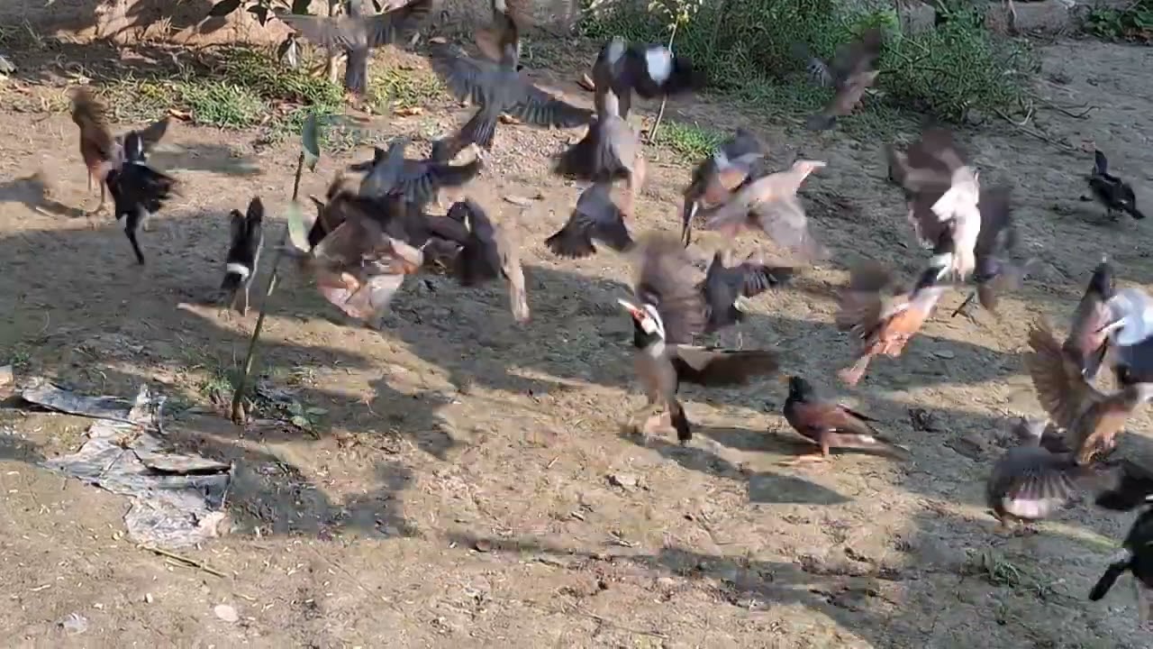 পাখিগুলো খেতে এসেছে