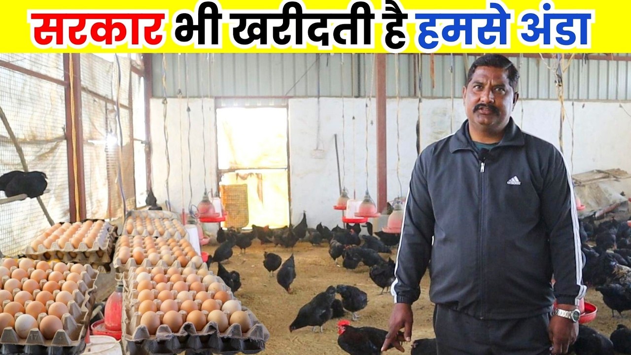 देसी मुर्गा पालन से आप भी कमा सकते है अच्छा मुनाफा II Desi murga palan II Poultry Farm Business